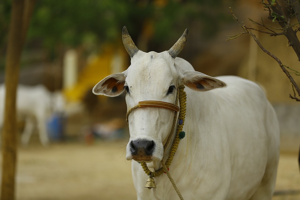 indian-cow