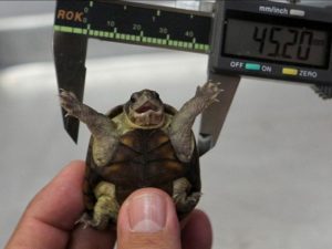 Kinosternon vogti : Latest turtle species discovered in Mexico - The ...