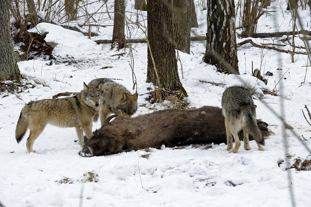 Wolves / Wolf species shake-up | Science News for Students : They are a north american species.