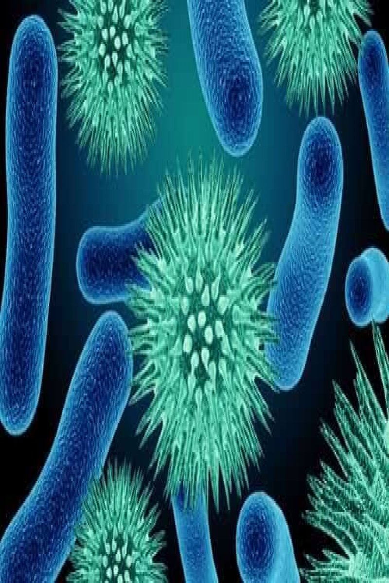 NIH Approves a Study to Understand How Pathogens Evolve - The Indian Wire