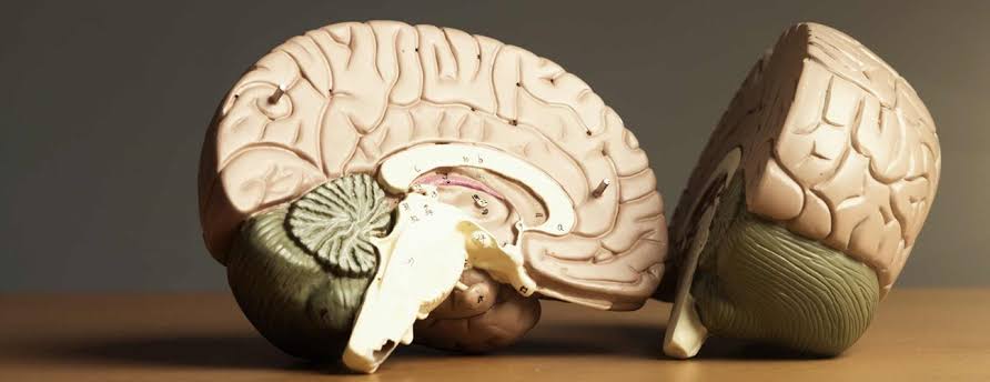Recent study finds a new potential treatment for prion diseases - The
