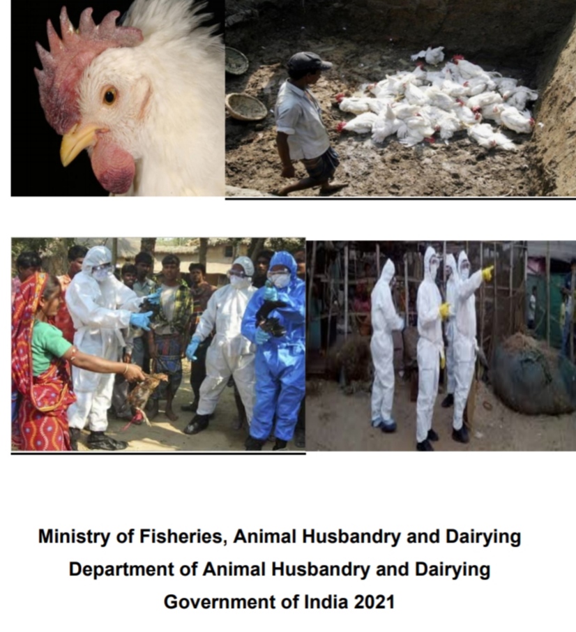Avian Influenza in India: Ministry of Fisheries, Animal Husbandry &  Dairying gives status report - The Indian Wire