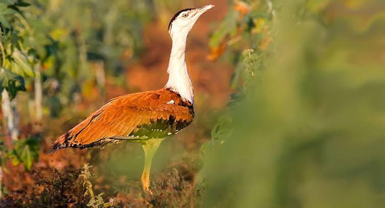 Saving Great Indian Bustard: First bird from Indian Subcontinent most  likely to go extinct in the 21st century - The Indian Wire