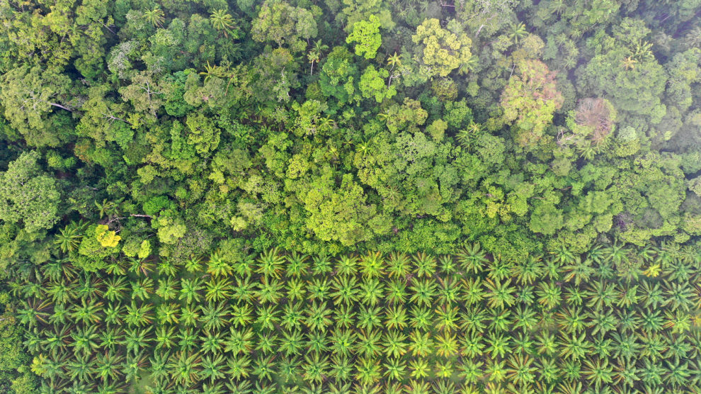 India State of Forest Report ISFR 2022 explains the seen and unseen ...
