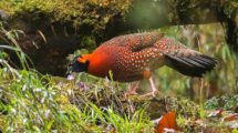 ZSI scientists re-discover Satyr Tragopan in Senchal Wildlife Sanctuary after 170 years.