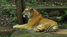 Tigers spotted in Goa are from Karnataka: Goa Forest Minister Vishwajit Rane.