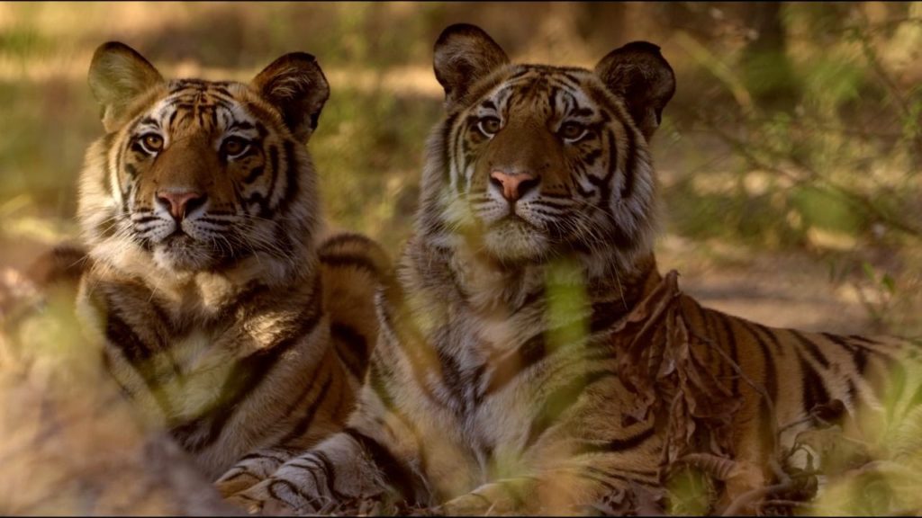 Rajasthan’s Ramgarh Vishdhari Wildlife Sanctuary notified as 52nd tiger reserve