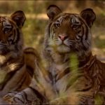 Rajasthan’s Ramgarh Vishdhari Wildlife Sanctuary notified as 52nd tiger reserve