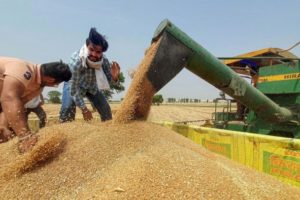 India bans Wheat exports