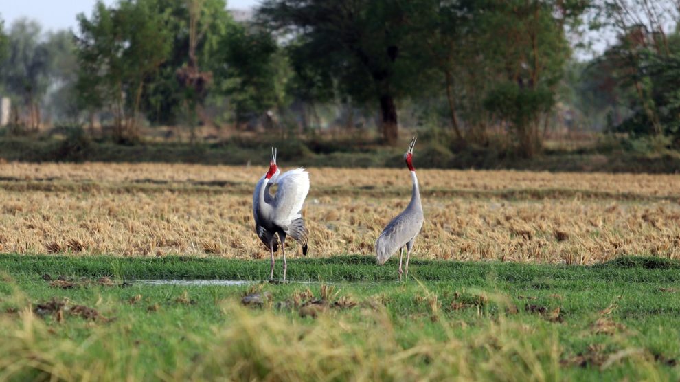 Gujarat locals transform farm into artificial wetland to save saras crane eggs