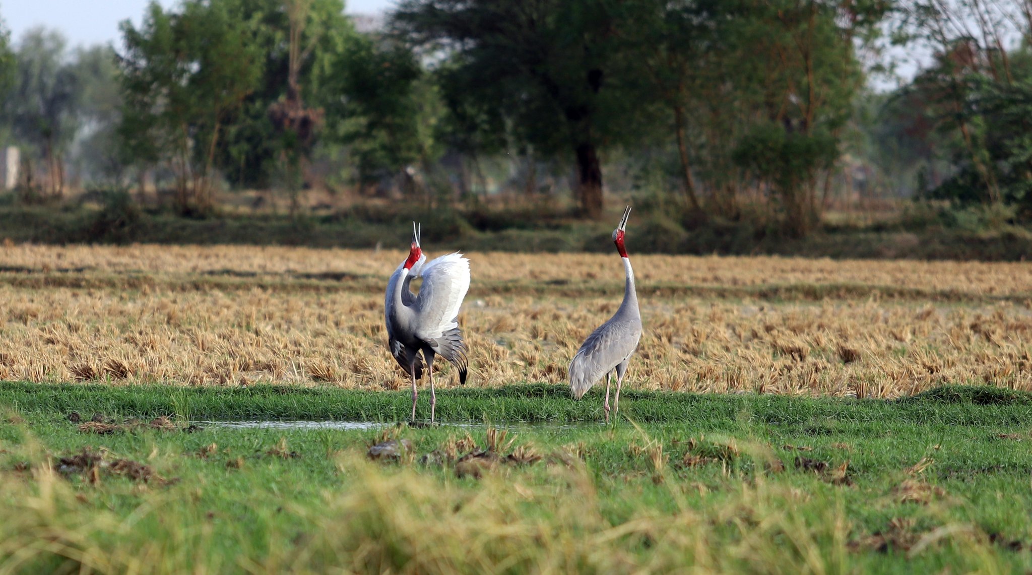 Gujarat locals transform farm into artificial wetland to save saras crane eggs