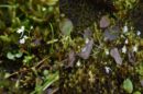 Rare plant species ‘Utricularia Furcellata’ by Uttarakhand forest Research Wing for the first time