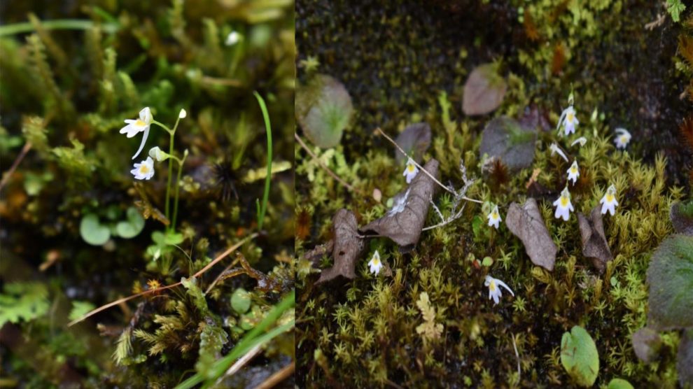 Rare plant species ‘Utricularia Furcellata’ by Uttarakhand forest Research Wing for the first time