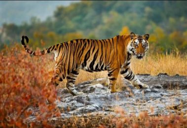 Govt demonstrated its commitment to tiger conservation by increasing number of tiger reserves from 9 to 52: Bhupender Yadav