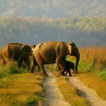 India to establish one more Elephant Reserve, Agasthiyamalai in Tamil Nadu to conserve elephants