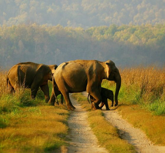 India to establish one more Elephant Reserve, Agasthiyamalai in Tamil Nadu to conserve elephants