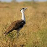 What is the government’s conservation plan for ‘endangered’ Great Indian Bustards? Read Here: