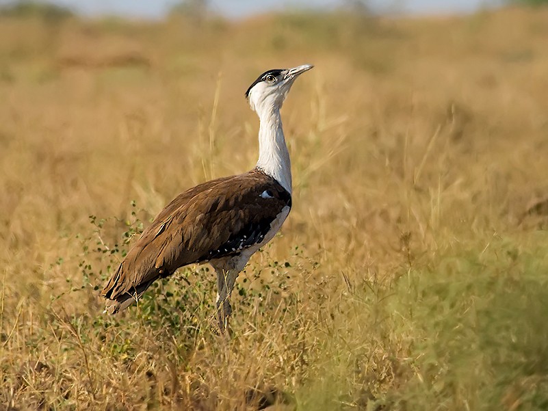 What is the government's conservation Plan for ‘endangered’ Great Indian Bustards? Read Here: