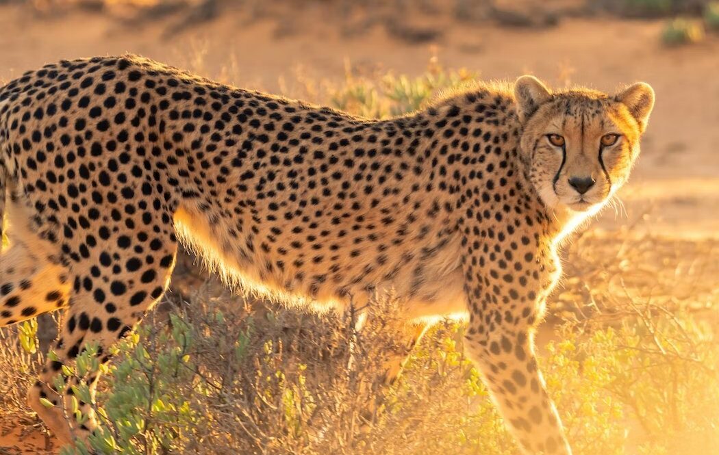 Female cheetah dies in Kuno National park, third fatality in two months